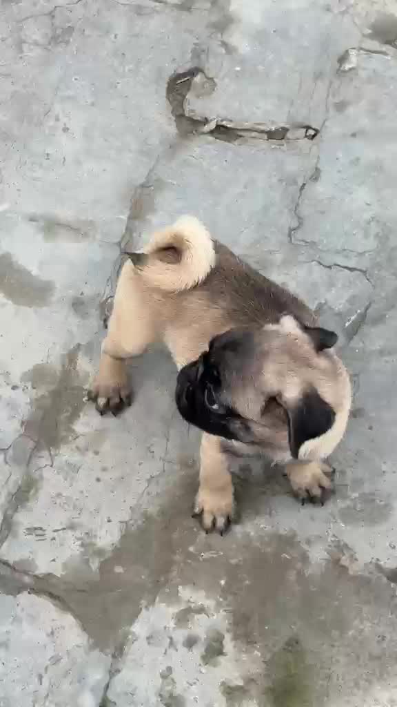 Pug Puppy | Black Color, farm video