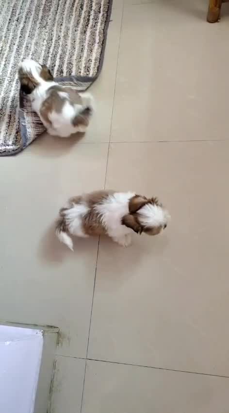 Shih Tzu | Tri Color Puppy, farm video