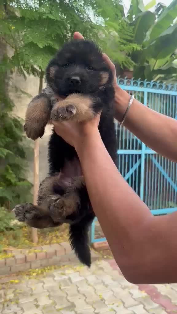 German Shepherd Puppy | Pure White, farm video