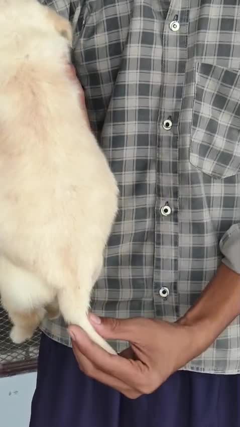 Beagle Black & Tan Puppy, farm video