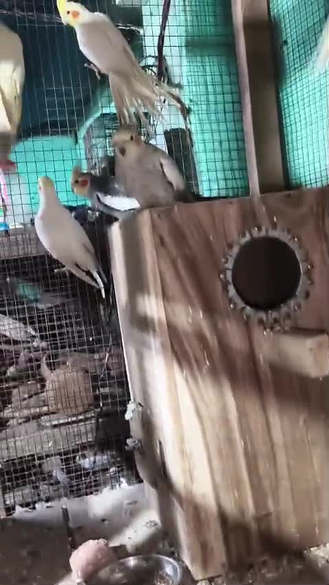 Cockatiel | White Face, farm video