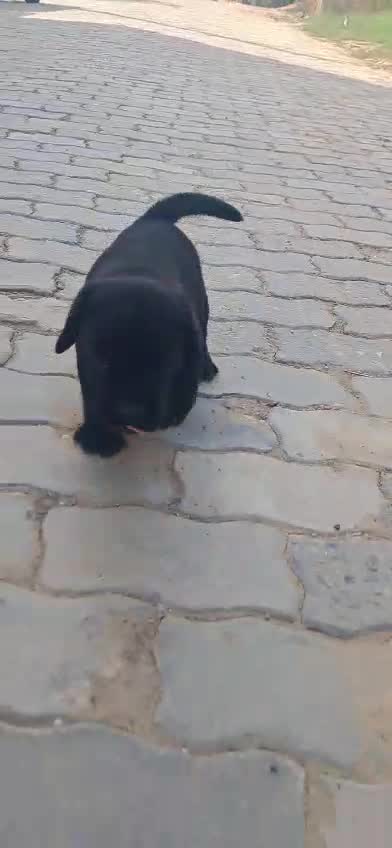 Beagle Black & Tan Puppy, farm video