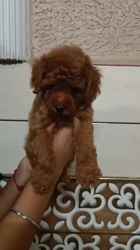 Standard Poodle Puppy, farm video
