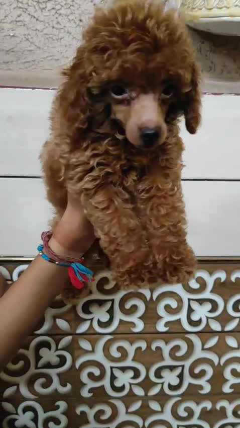Toy Poodle Puppy, farm video