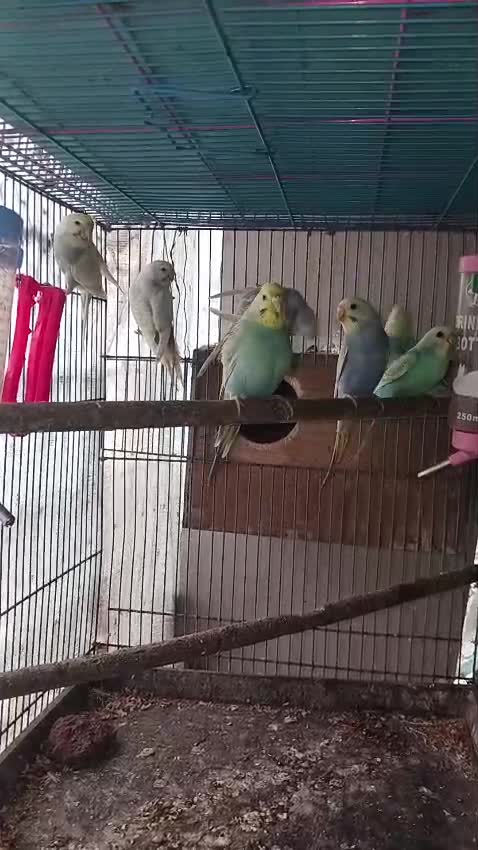 Budgies, farm video