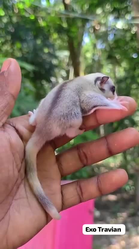 Sugar Glider | White (Lucy), farm video