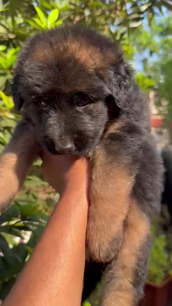 German Shepherd Puppy, farm video