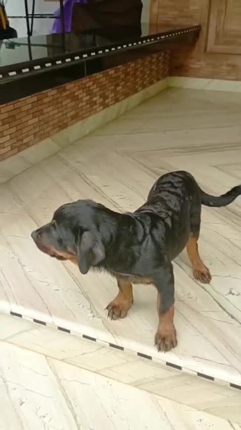 Dachshund Puppy, farm video