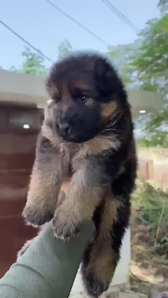 German Shepherd Puppy | Pure White, farm video