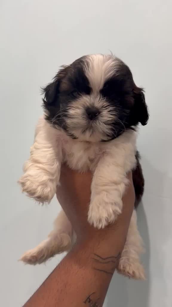 Shih Tzu | Tri Color Puppy, farm video