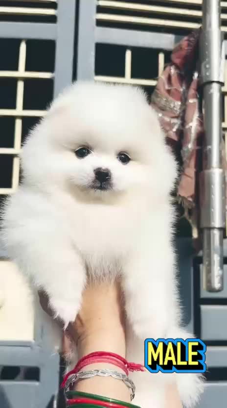 Pomeranian Puppy, farm video