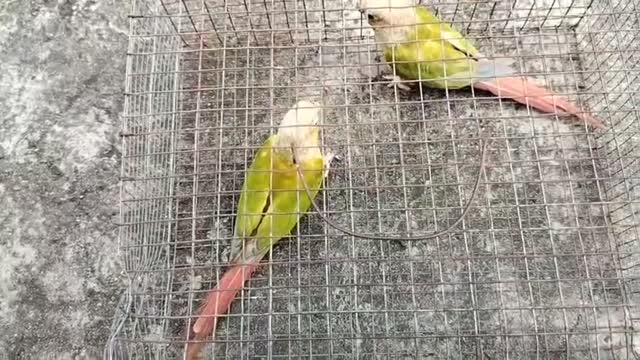 Pineapple Headed Conure, farm video