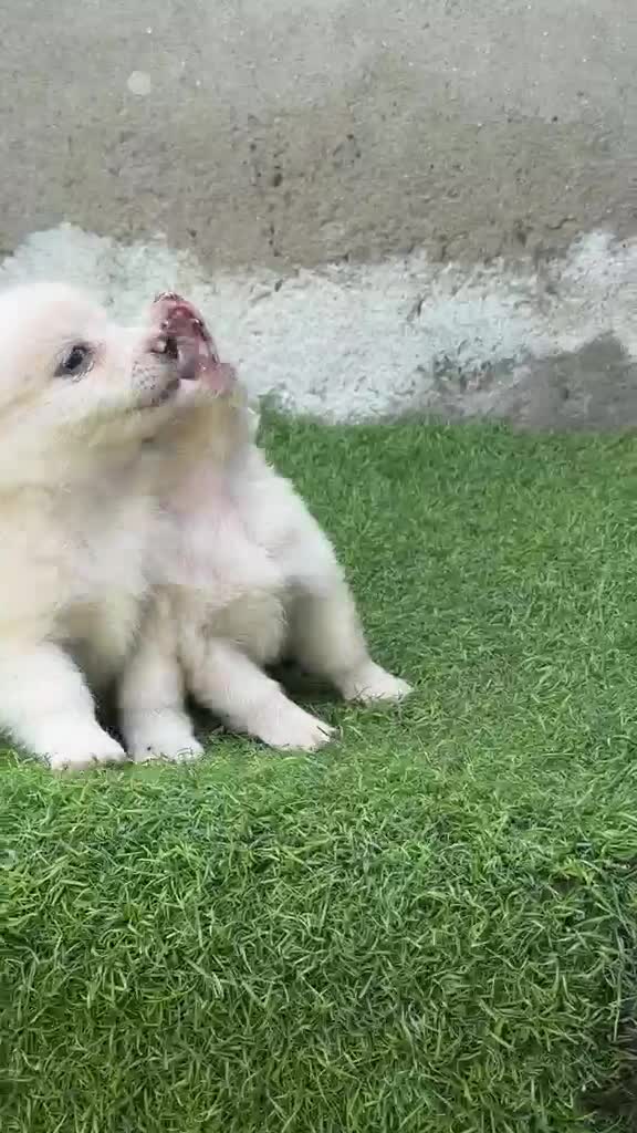 Pomeranian Puppy, farm video