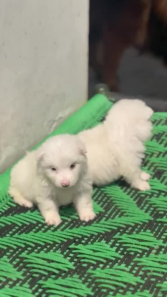 Pomeranian Puppy, farm video