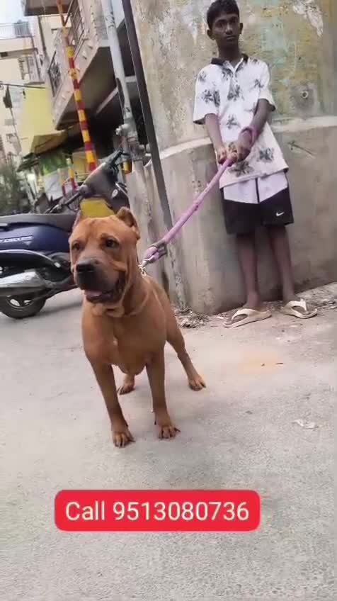 American Bully Standard Size Puppy, farm video