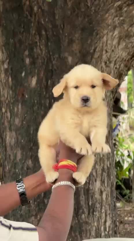 Golden Retriever, farm video