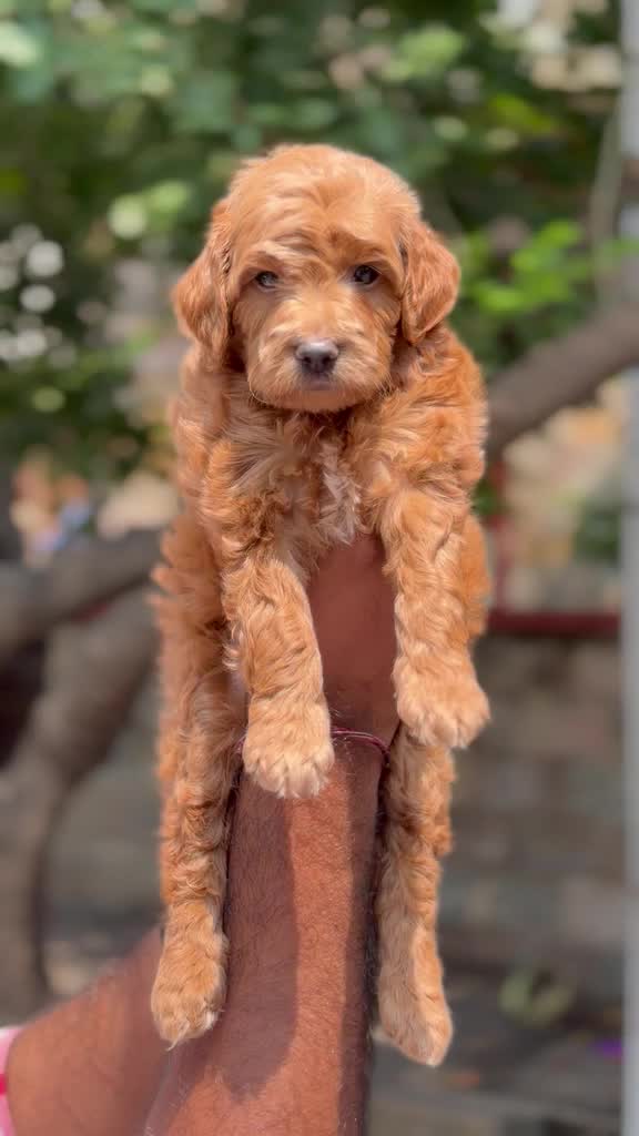 Maltipoo Puppy, farm video