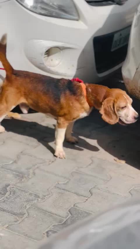 Beagle Black & Tan Puppy, farm video