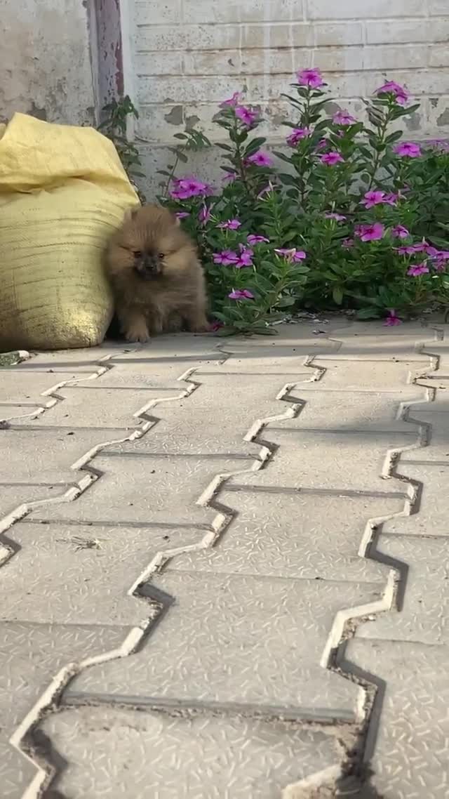 Dachshund Puppy, farm video