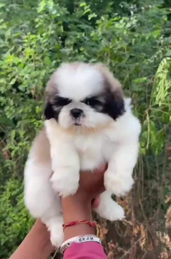 Shih Tzu Puppy Brown & White, farm video