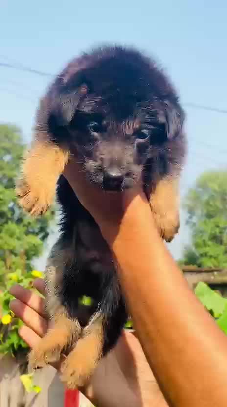 Dachshund Puppy, farm video