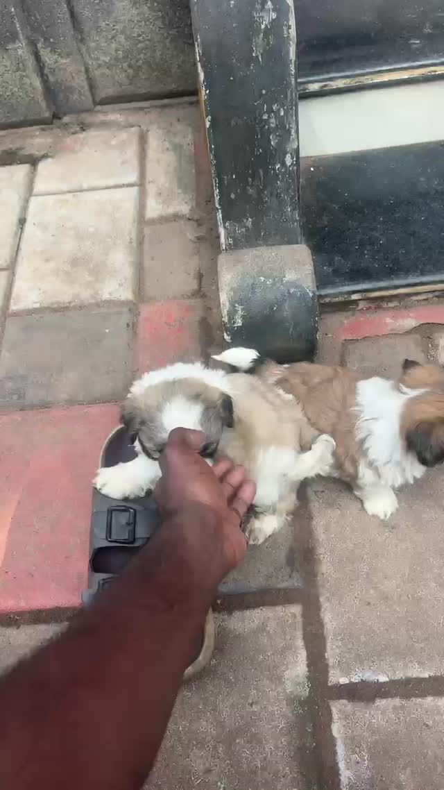Shih Tzu | Black & White Color, farm video