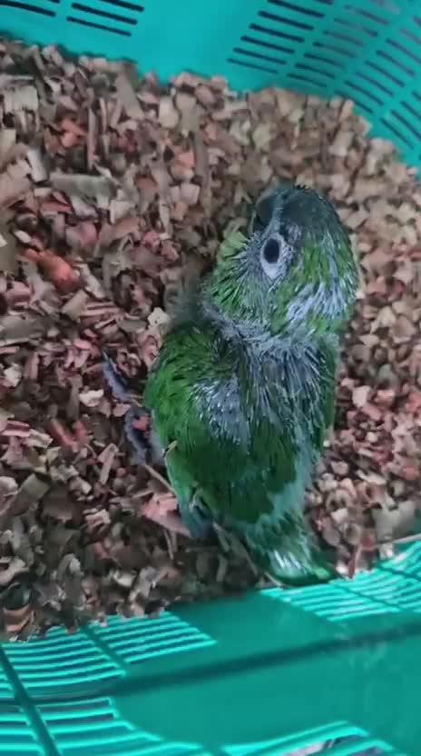 Hahn's Macaw, farm video