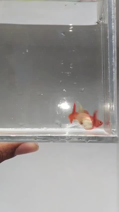 Fish, farm video