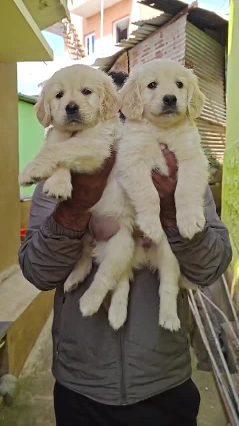 Golden Retriever, farm video