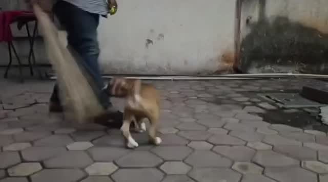 Dachshund Puppy, farm video