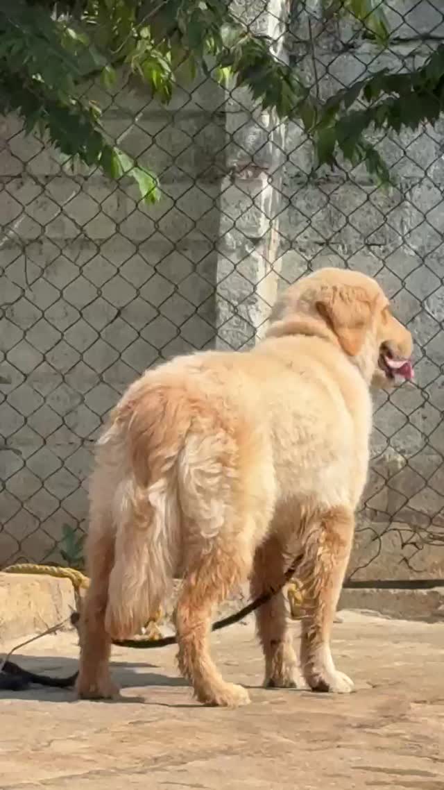 Beagle Black & Tan Puppy, farm video