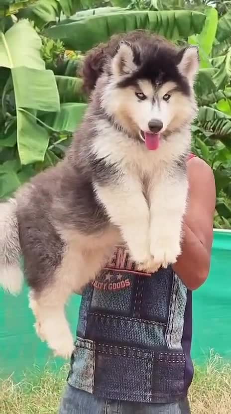 Siberian Husky Puppy | Black & White Color, farm video