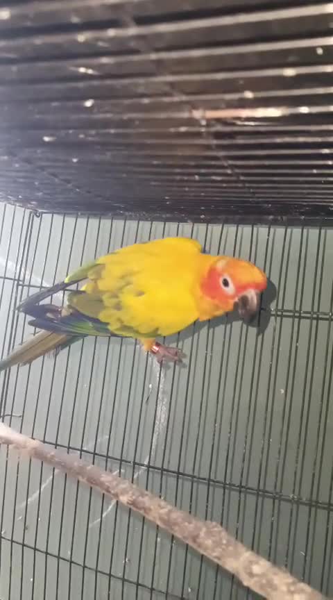 Pineapple Headed Conure, farm video