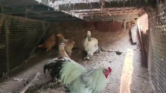 Dachshund Puppy, farm video