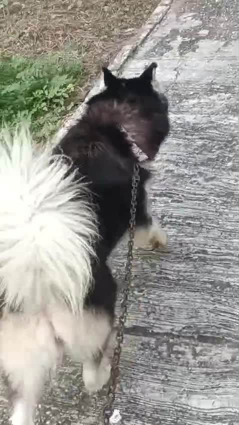 Siberian Husky Puppy | White Color, farm video