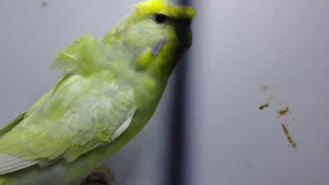 Budgies, farm video