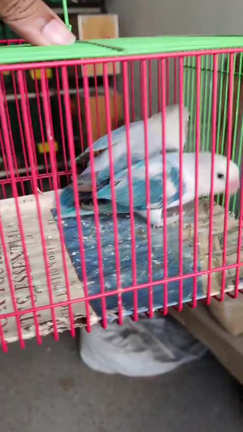 African Love Birds | Cobalt Blue, farm video