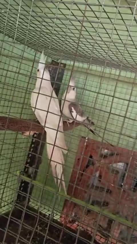 Cockatiel | Albino, farm video