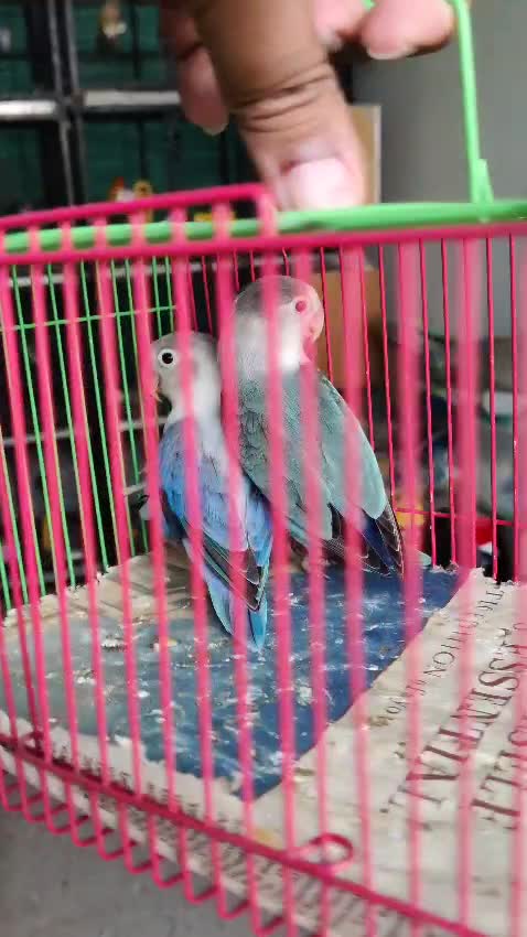 African Love Birds | Peach Face, farm video