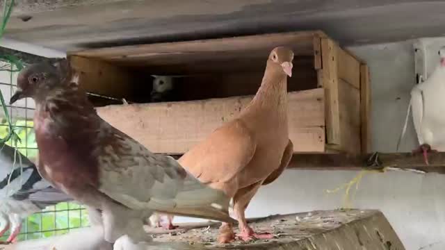 Homer Pigeon, farm video