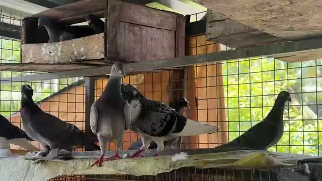 Homer Pigeon, farm video