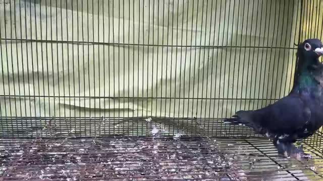 Homer Pigeon, farm video