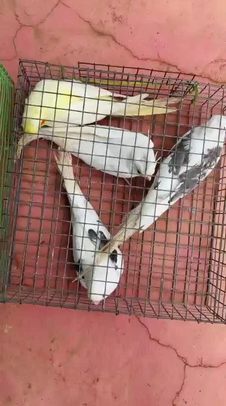 Cockatiel | Lutino, farm video