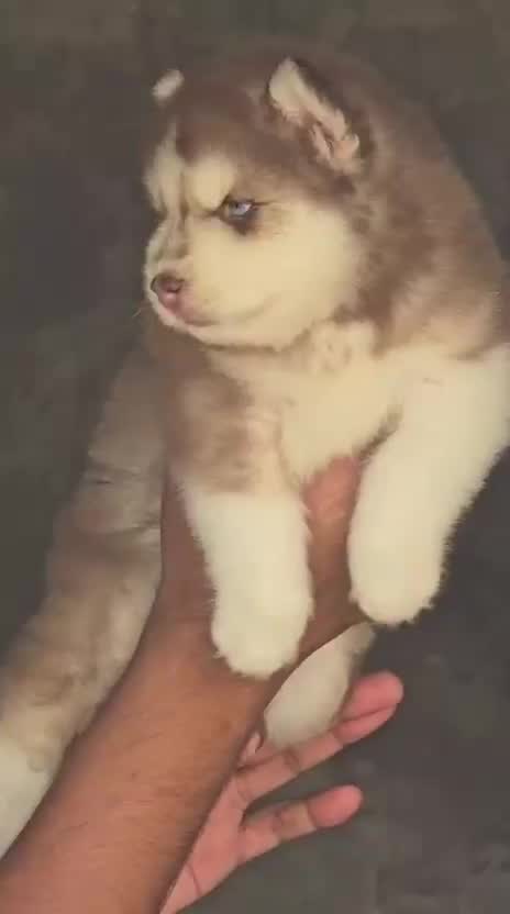 Siberian Husky Puppy | Copper & White Color, farm video