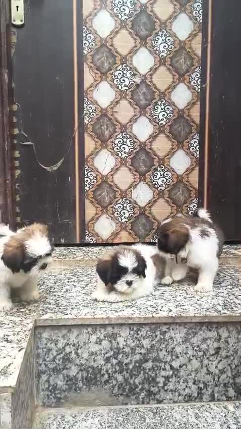 Shih Tzu | Black Color, farm video