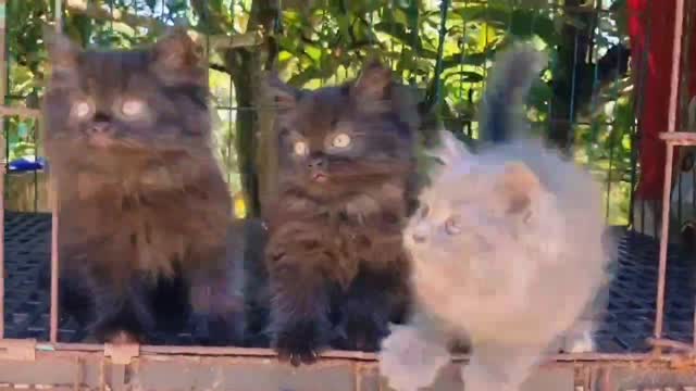 Russian Blue Kitten, farm video