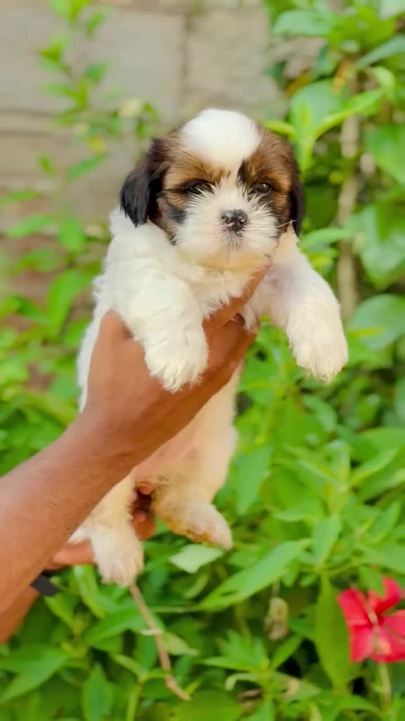 Shih Tzu | Black & White Color, farm video