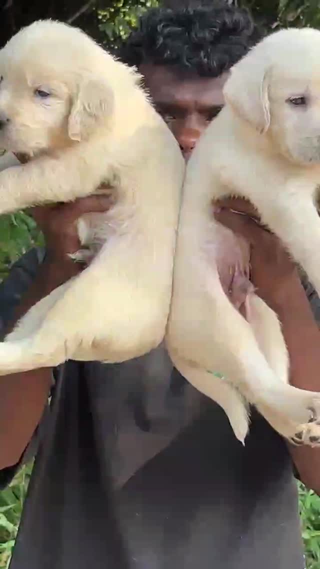 Beagle Black & Tan Puppy, farm video