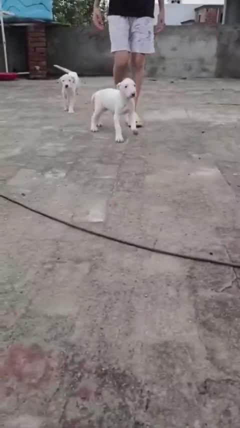 American Bully Standard Size Puppy, farm video