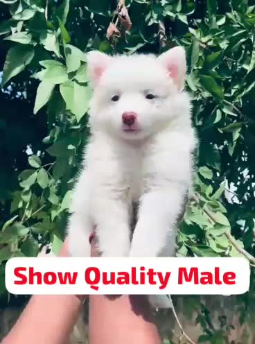 Culture Pom Puppy, farm video